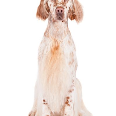 Dog of the Day | English Setter