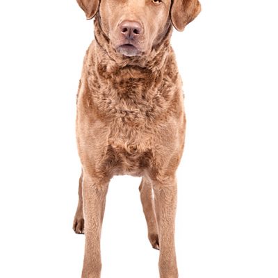 Dog of the Day | Chesapeake Bay Retriever