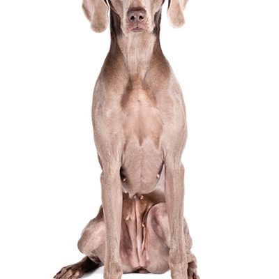 Dog of the Day | Weimaraner