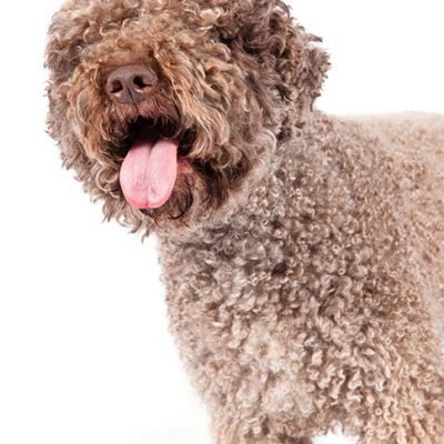 Dog of the Day | Lagotto Romagnolo