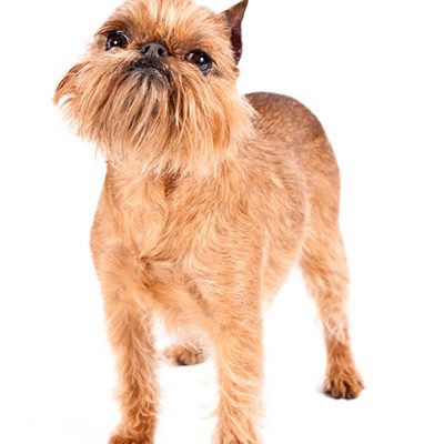 Dog of the Day | Brussels Griffon