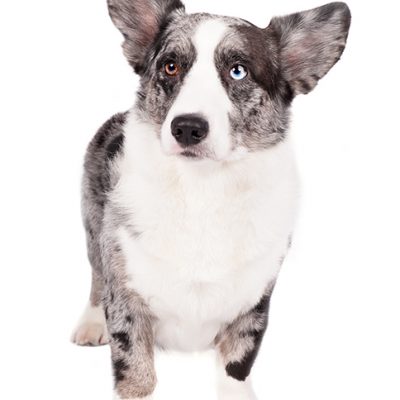 Dog of the Day | Cardigan Welsh Corgi