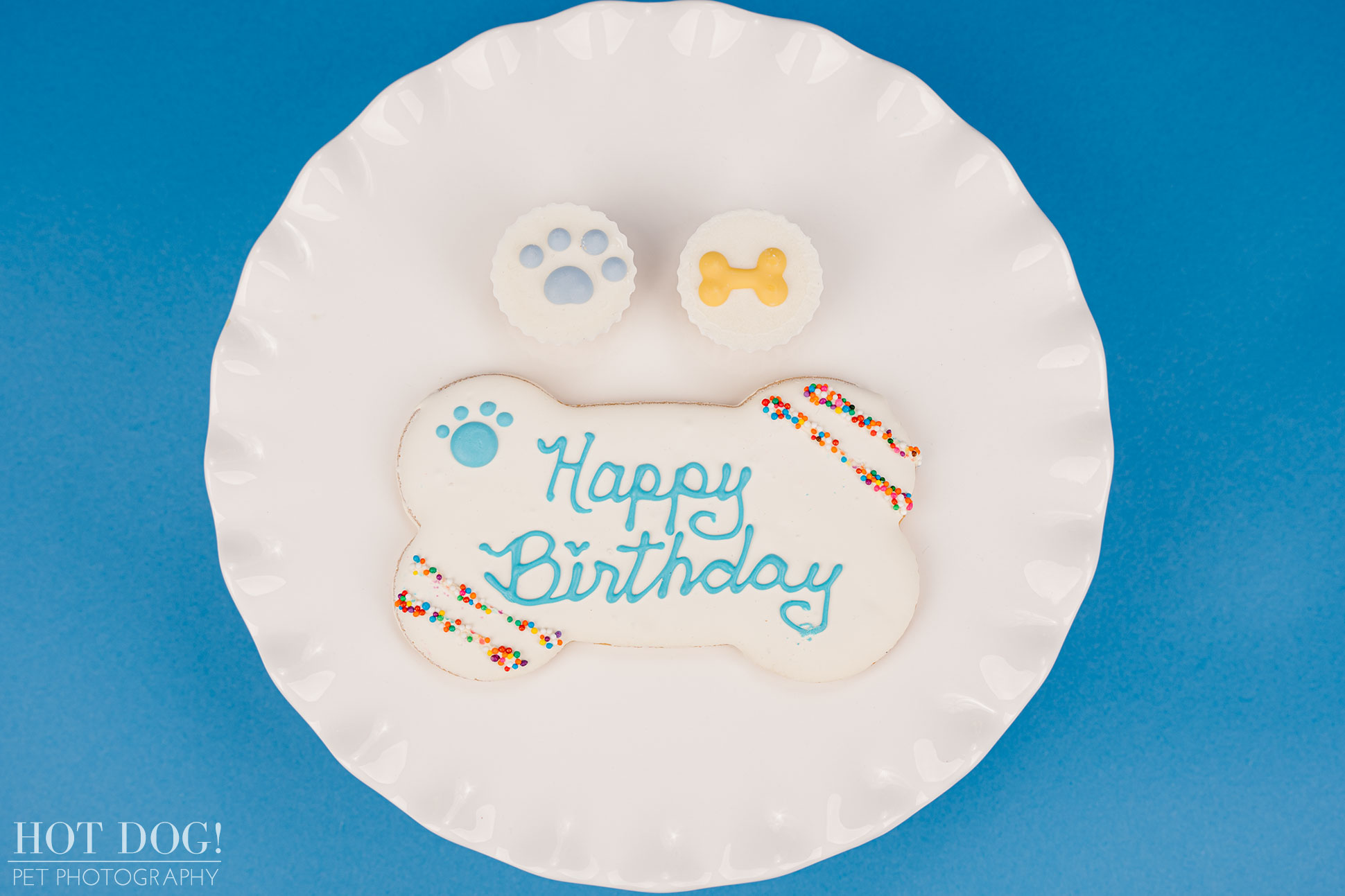 Dog 16th birthday photo by Hot Dog! Pet Photography in Central Florida