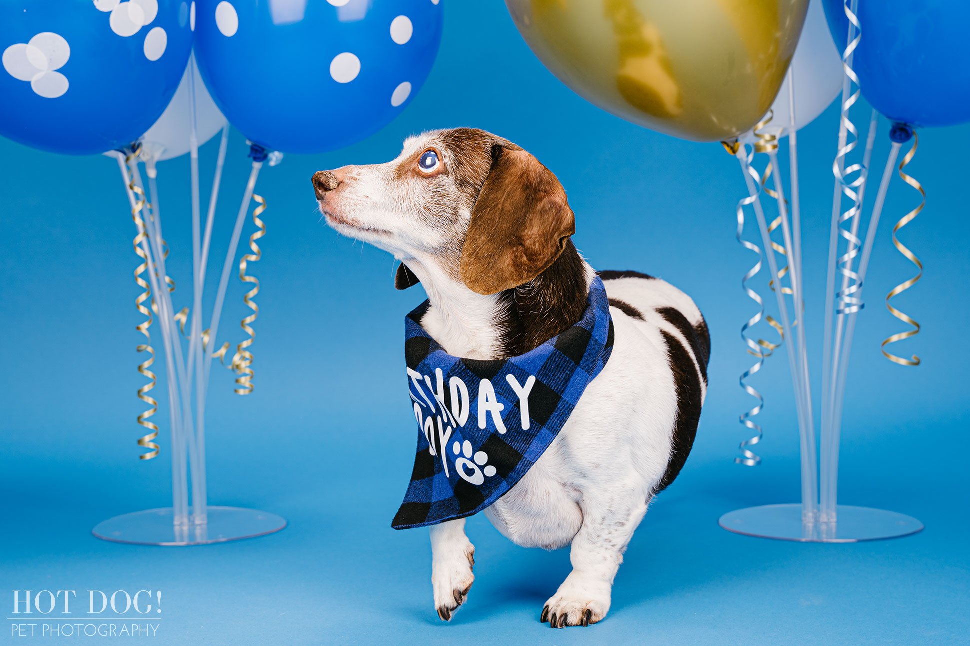 Dog birthday photo by Hot Dog! Pet Photography in Central Florida