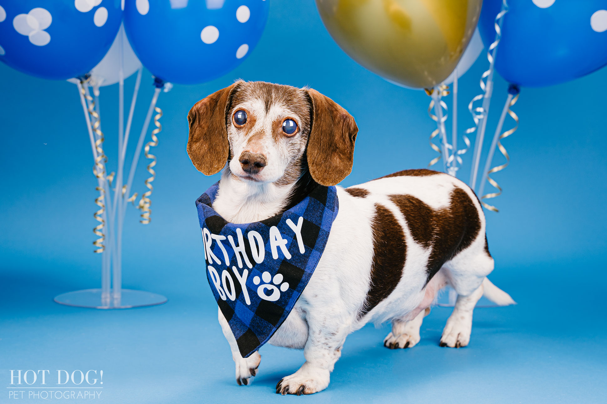 Dog birthday photo by Hot Dog! Pet Photography in Central Florida