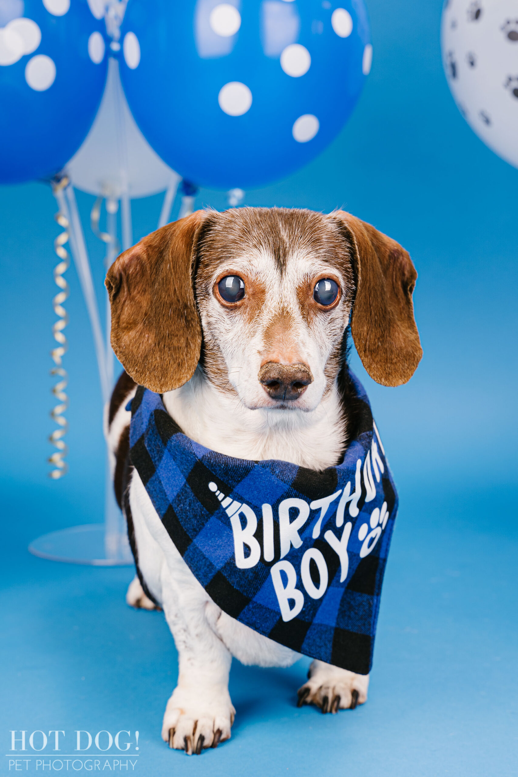 Dachshund birthday photo by Hot Dog! Pet Photography in Central Florida