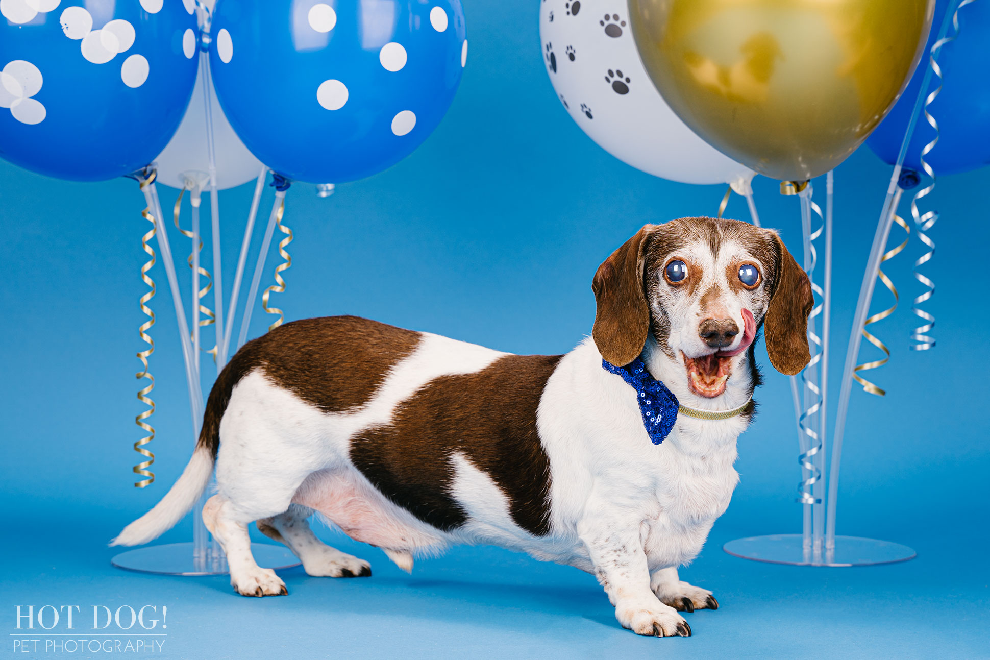 Dog birthday photo by Hot Dog! Pet Photography in Central Florida