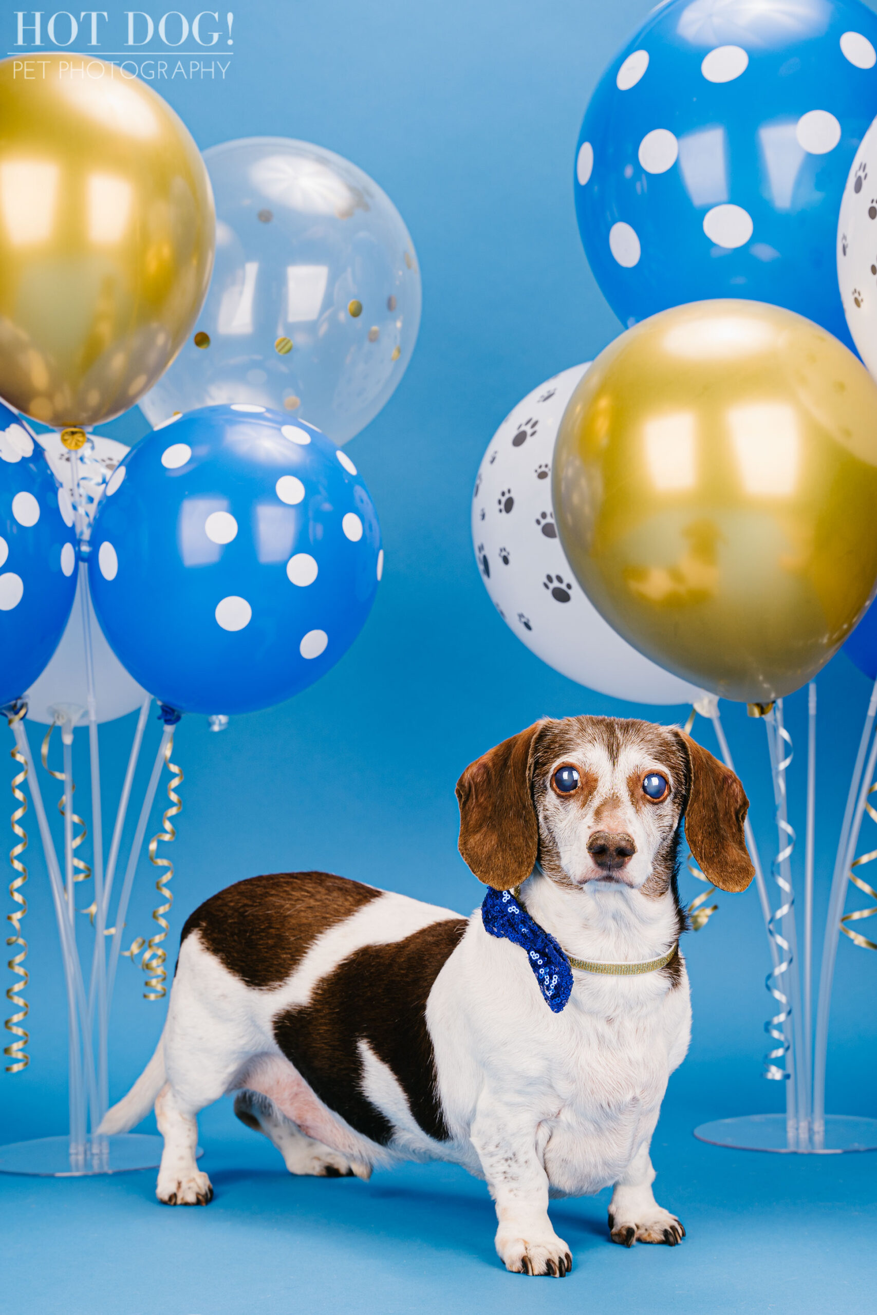 Dog birthday photo by Hot Dog! Pet Photography in Central Florida