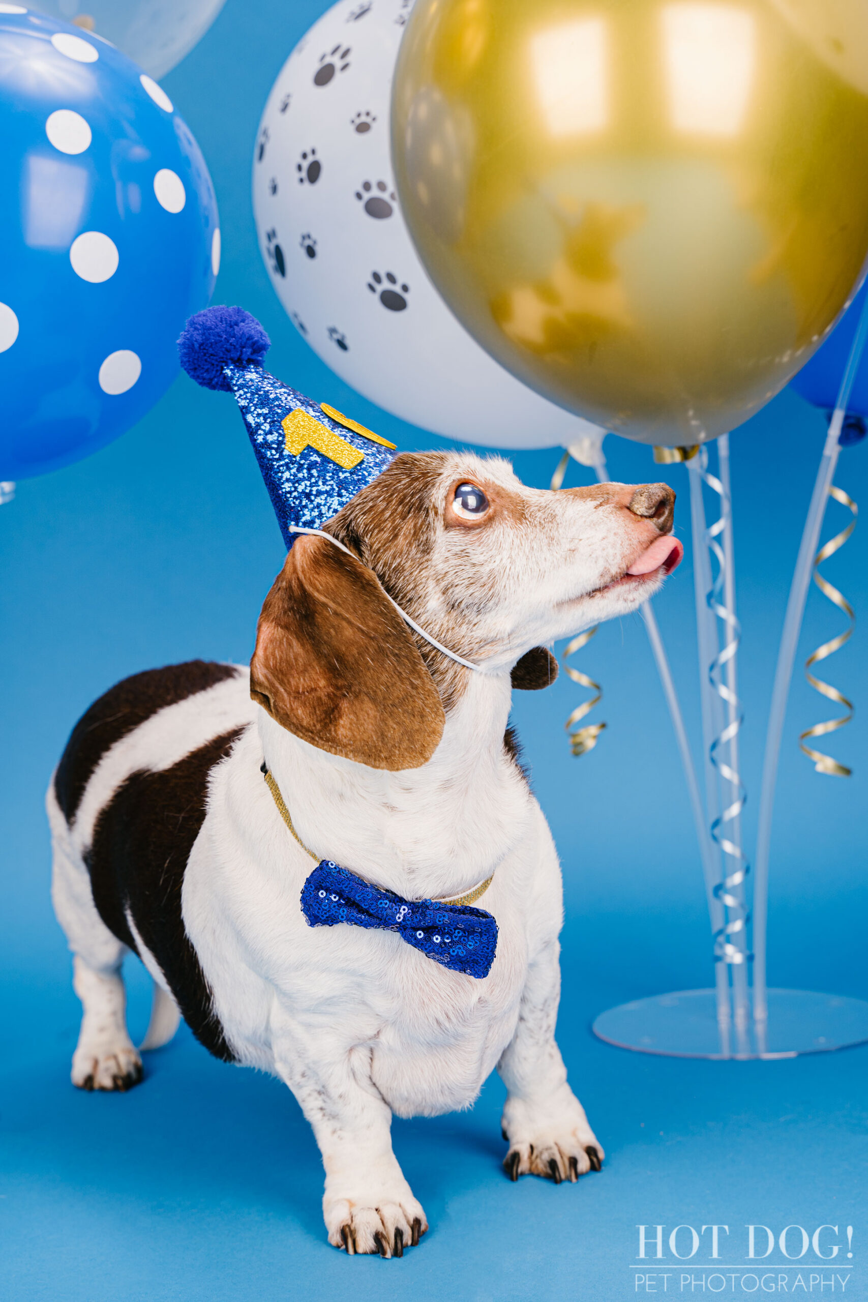 Dog birthday photo by Hot Dog! Pet Photography in Central Florida