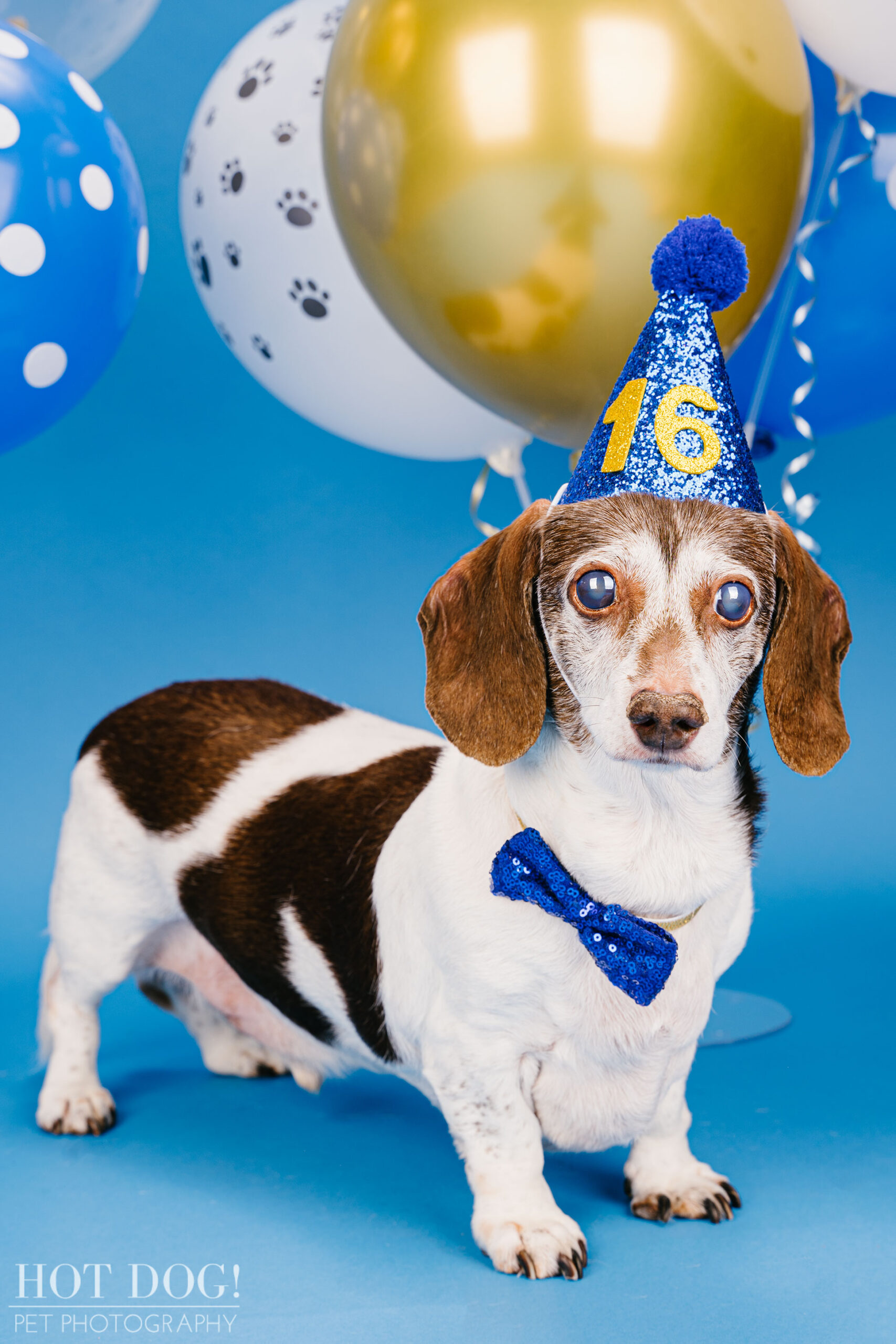 Dog birthday photo by Hot Dog! Pet Photography in Central Florida