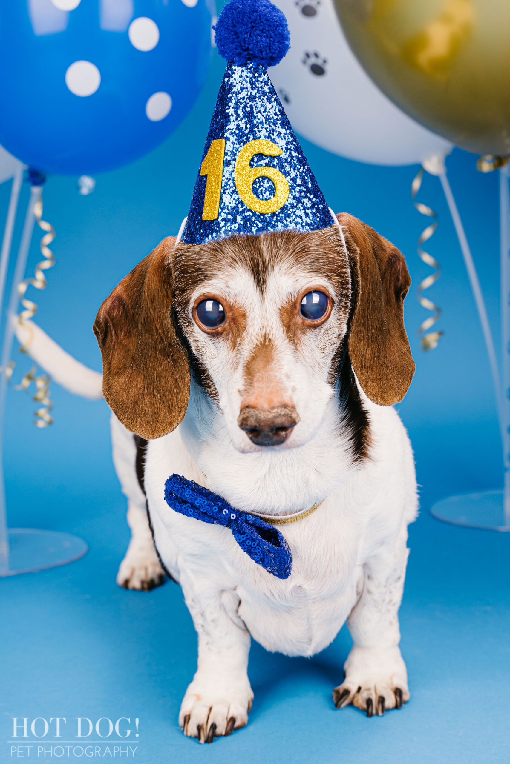 Dog 16th birthday photo by Hot Dog! Pet Photography in Central Florida