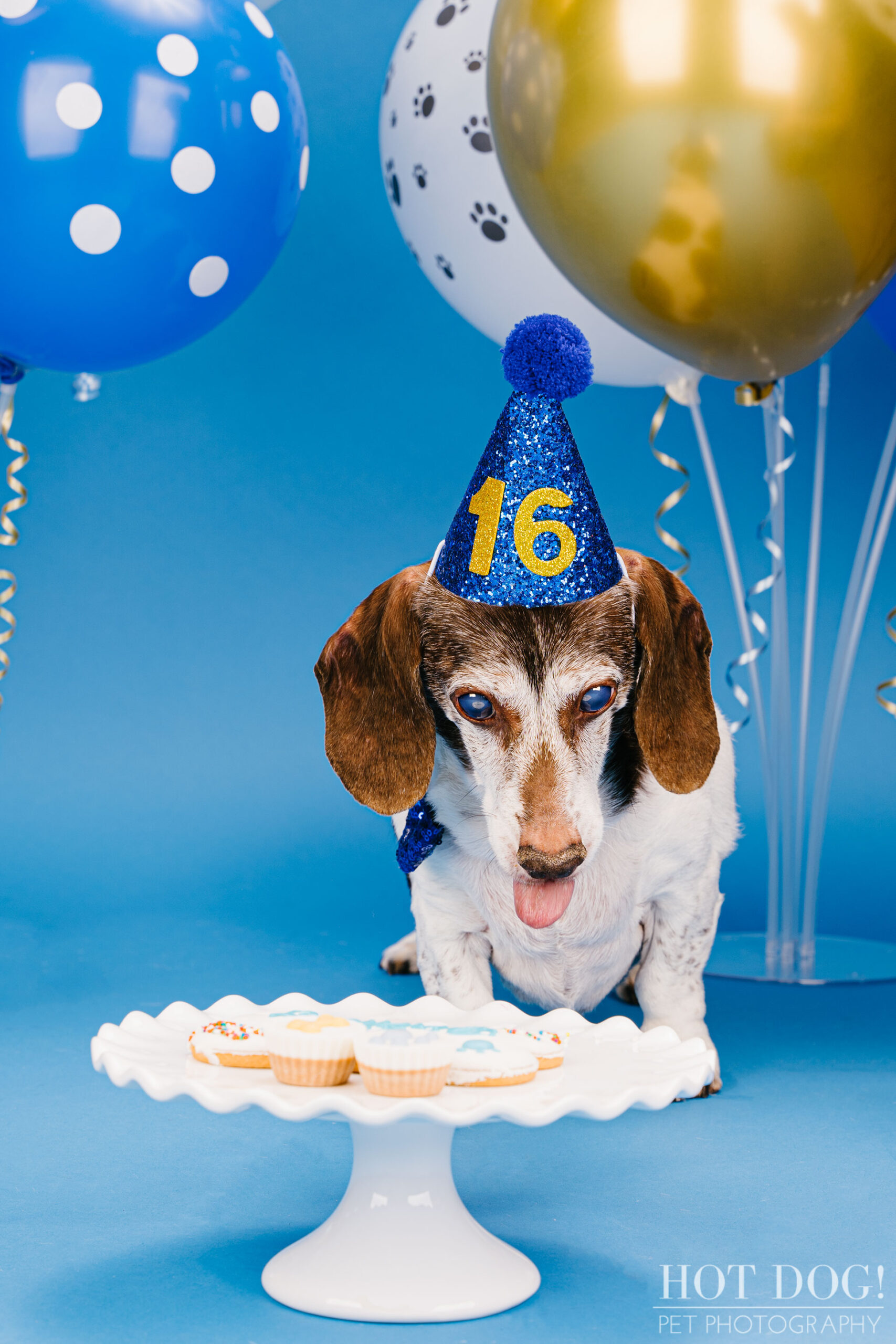 Dog 16th birthday photo by Hot Dog! Pet Photography in Central Florida