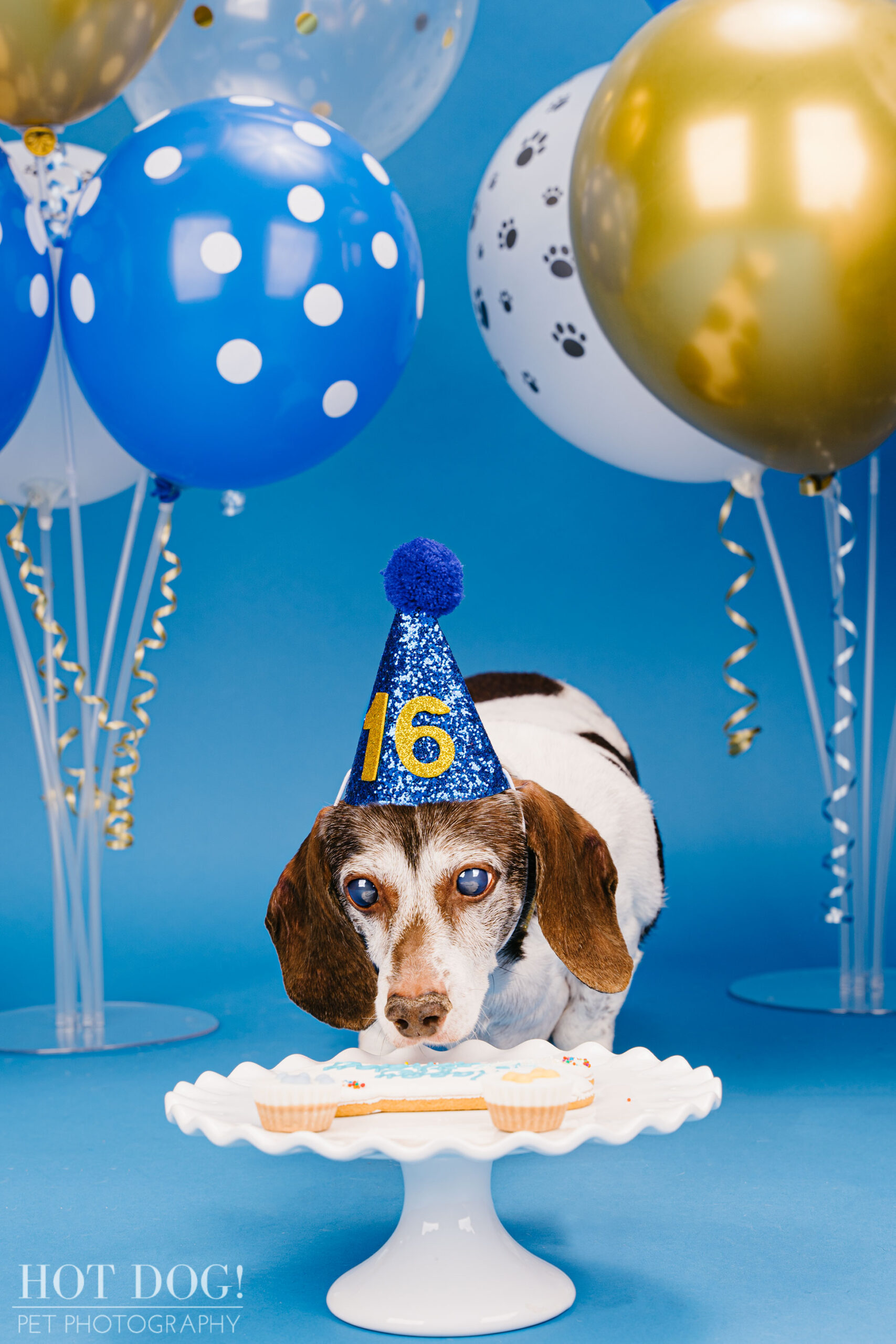 Dog 16th birthday photo by Hot Dog! Pet Photography in Central Florida