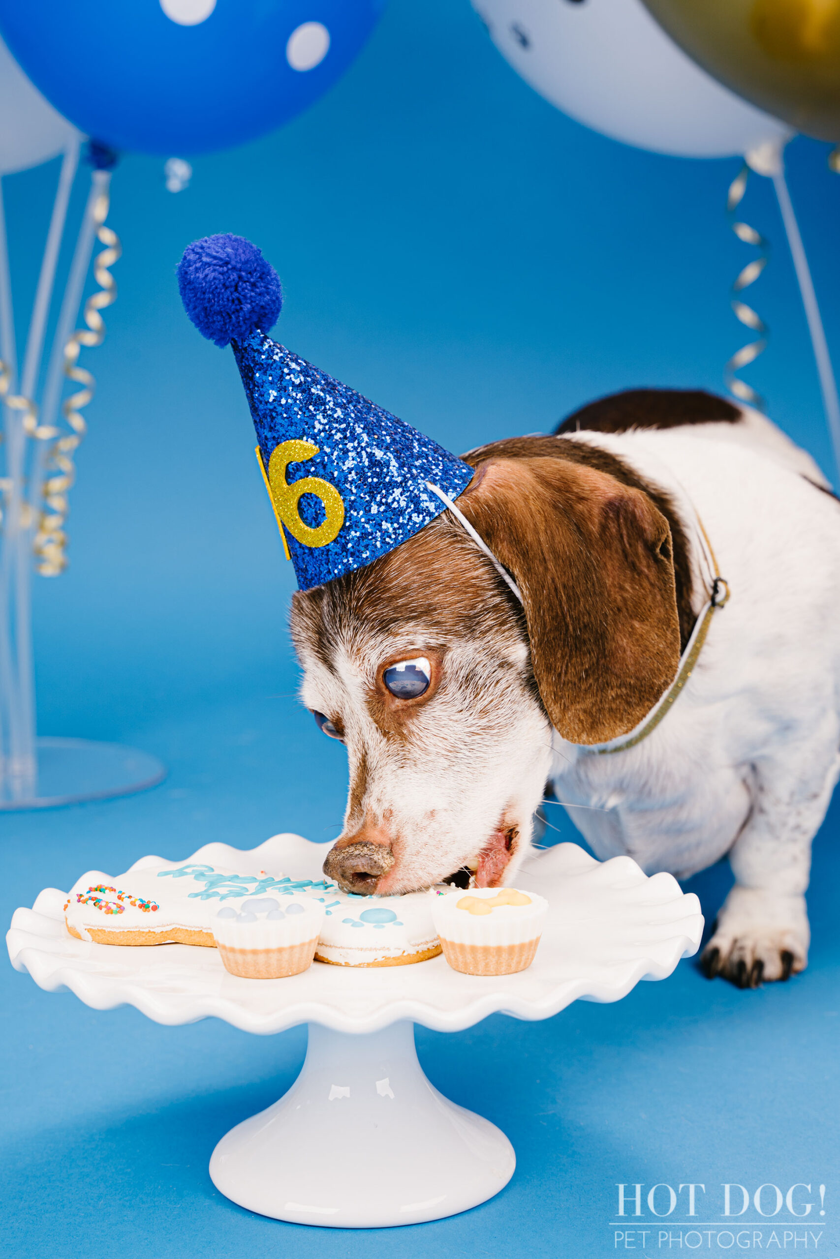 Dog 16th birthday photo by Hot Dog! Pet Photography in Central Florida