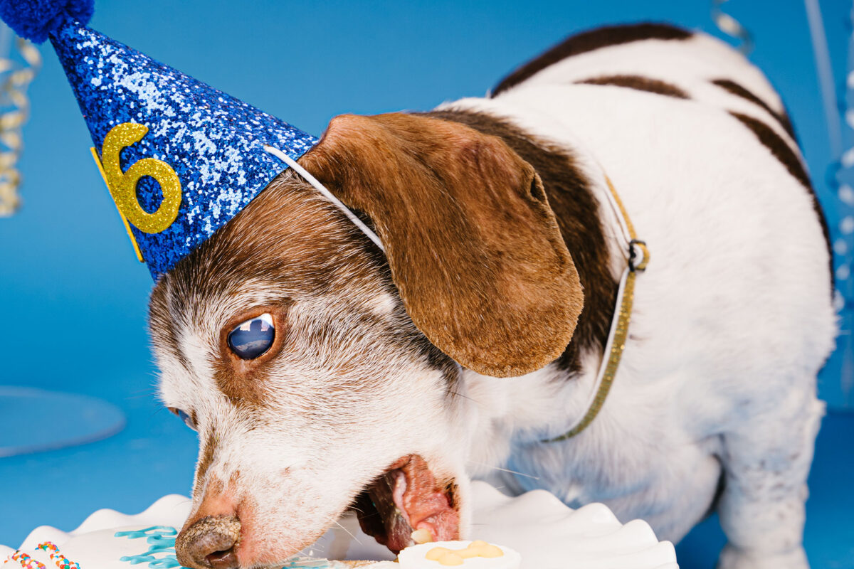 Dog 16th birthday photo by Hot Dog! Pet Photography in Central Florida