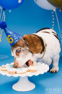 Dog 16th birthday photo by Hot Dog! Pet Photography in Central Florida