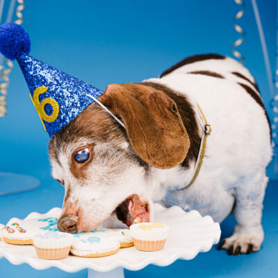 Dog 16th birthday photo by Hot Dog! Pet Photography in Central Florida