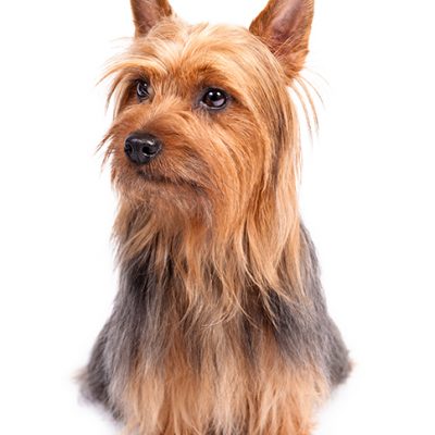 Dog of the Day | Silky Terrier