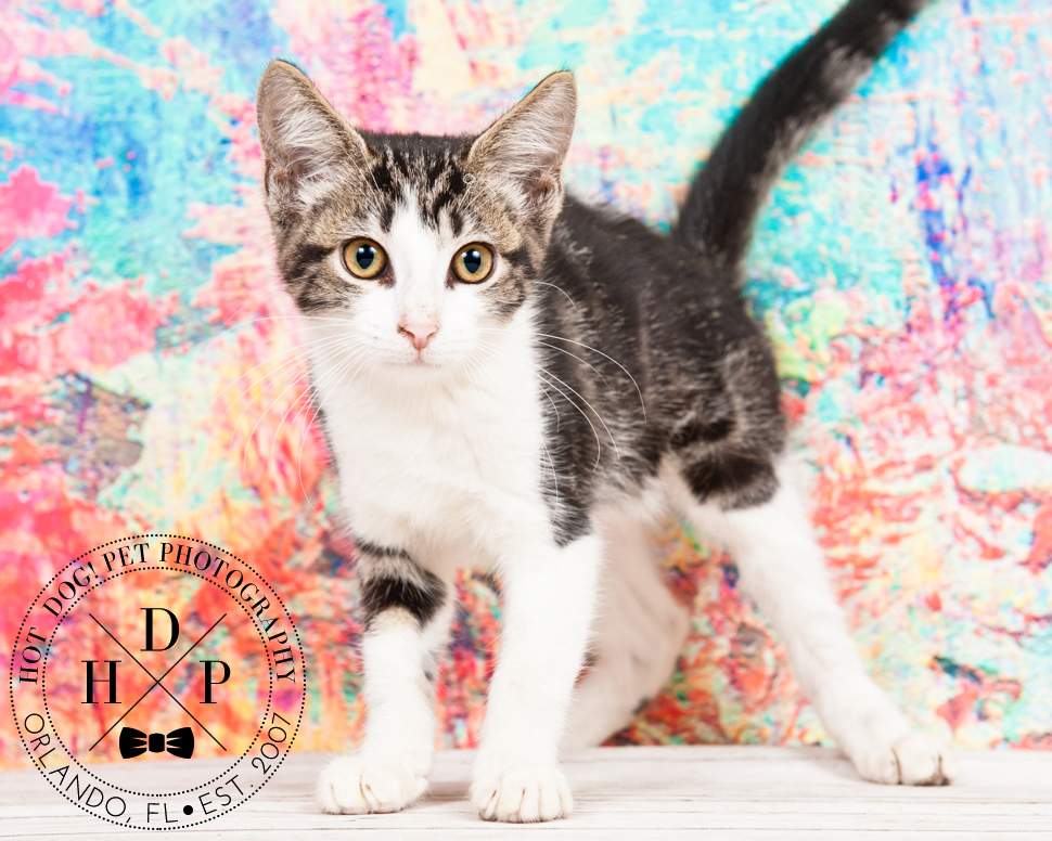 Adoptable Cats in Orlando