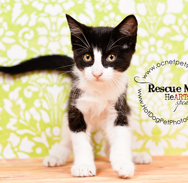 May’s Adoptable Cats | Orange County Animal Services