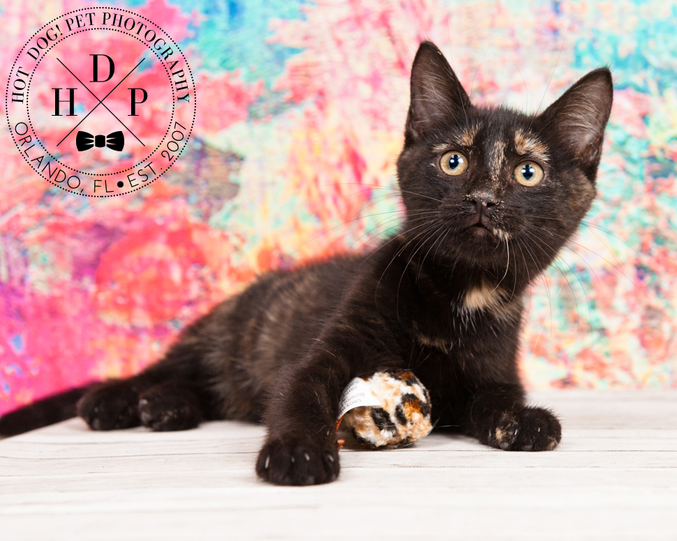 Adoptable Cats in Orlando