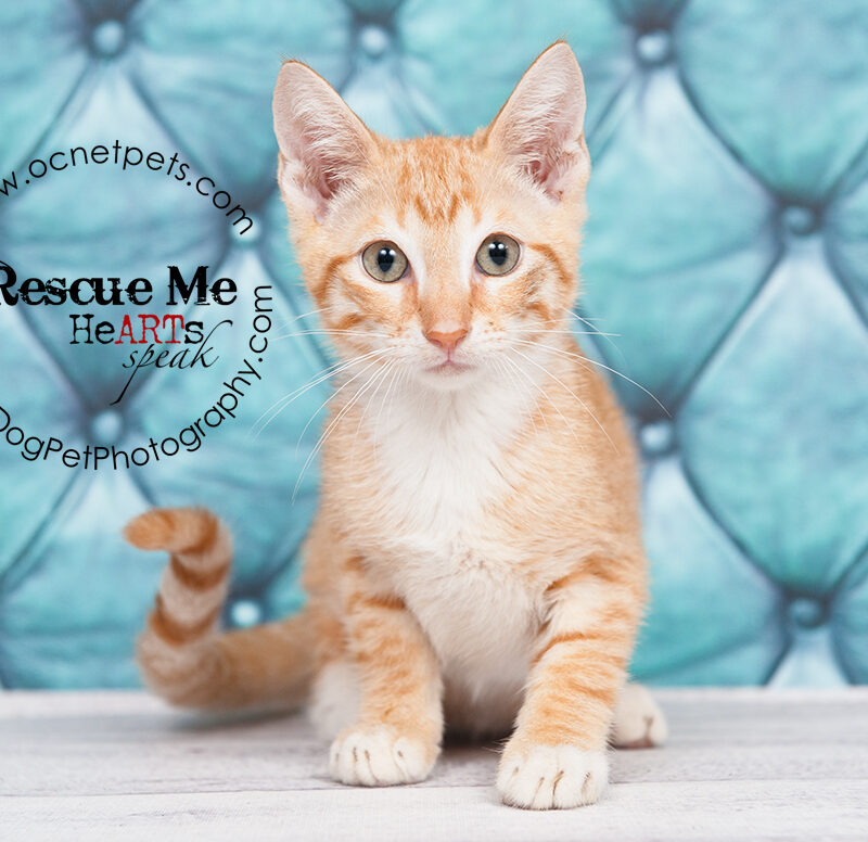 $12 Adoptions at Orange County Animal Services