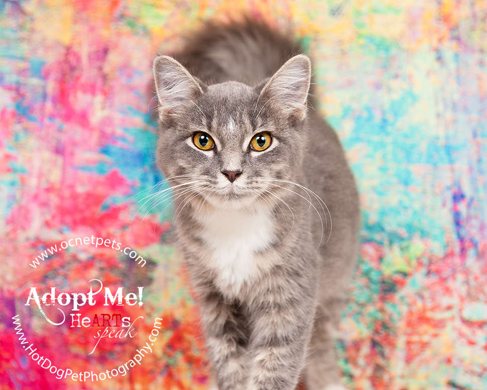 Adoptable Cats Photographed by Hot Dog! Pet Photography Orlando Florida