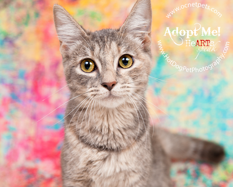 Adoptable Cats Photographed by Hot Dog! Pet Photography Orlando Florida