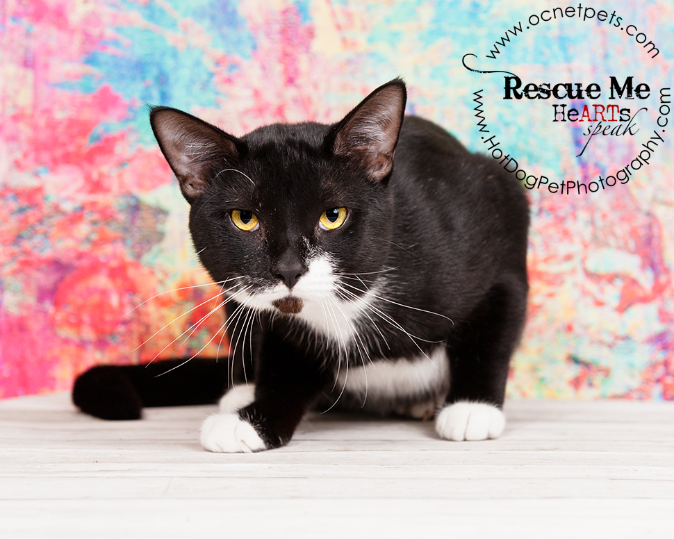 Adoptable Cats in Orlando, Florida