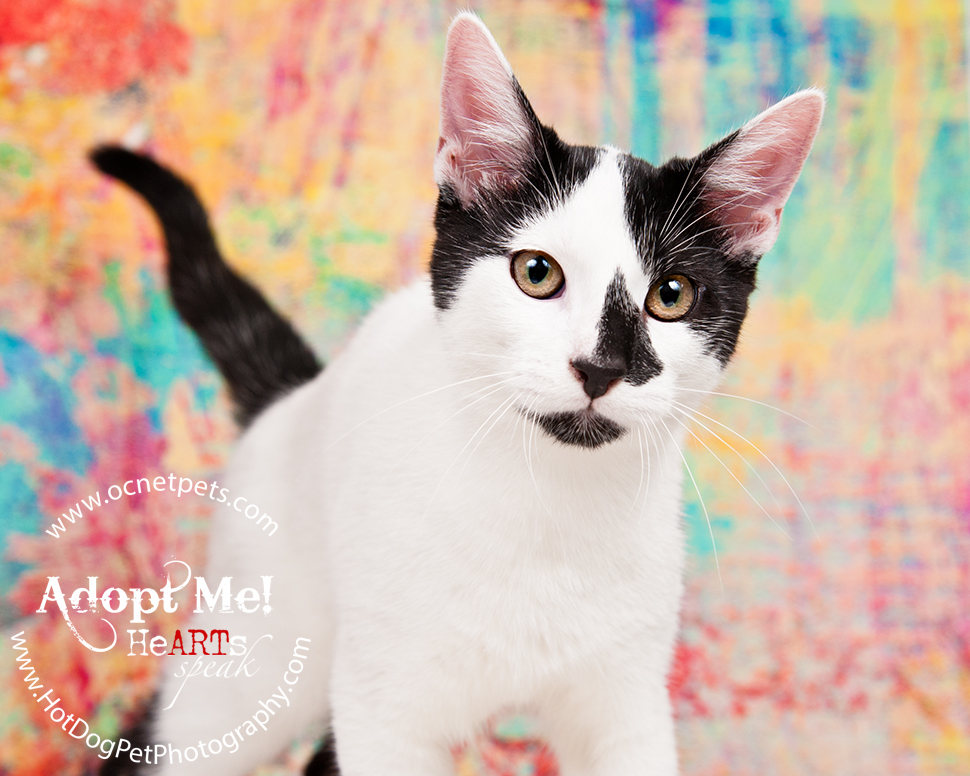 Adoptable Cats Photographed by Hot Dog! Pet Photography Orlando Florida