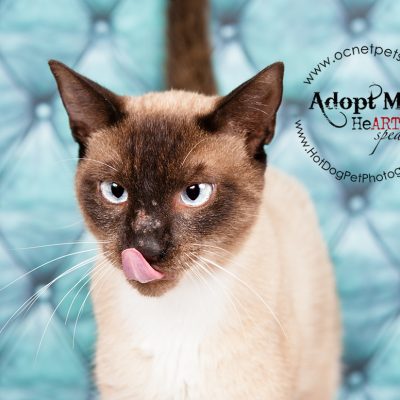 Bobtail Twins & A Siamese Named Jack | Adoptable Cats in Orlando