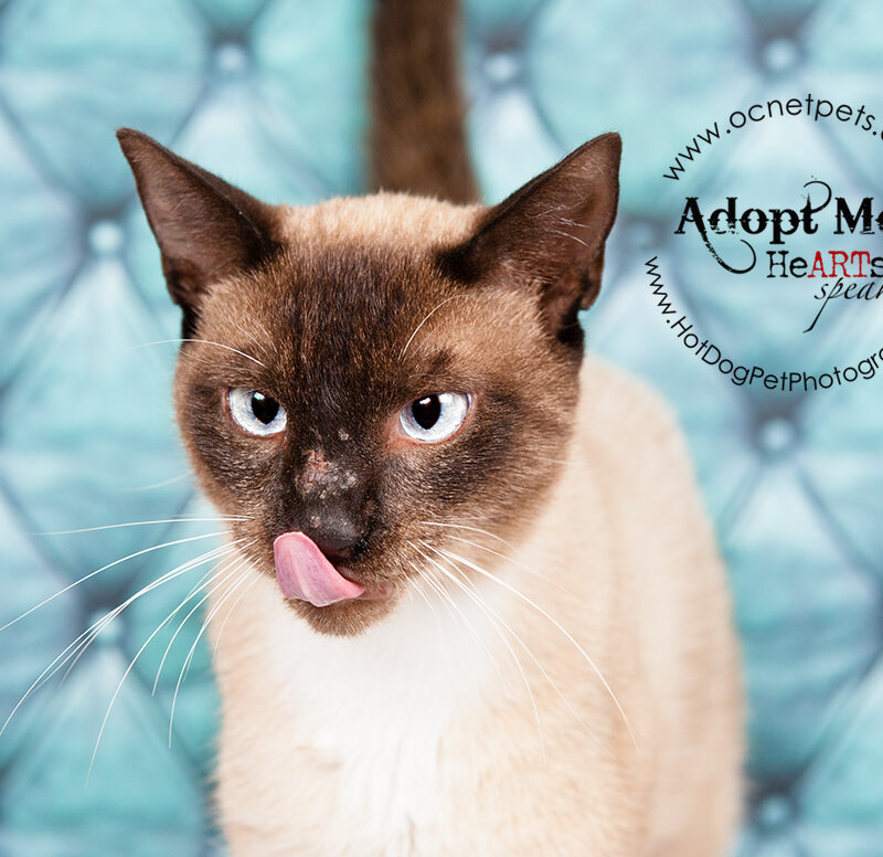 Bobtail Twins & A Siamese Named Jack | Adoptable Cats in Orlando