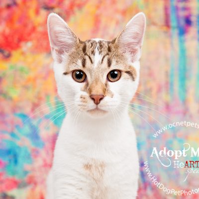 Adoptable Cats at OCAS | Orlando Shelter Photography