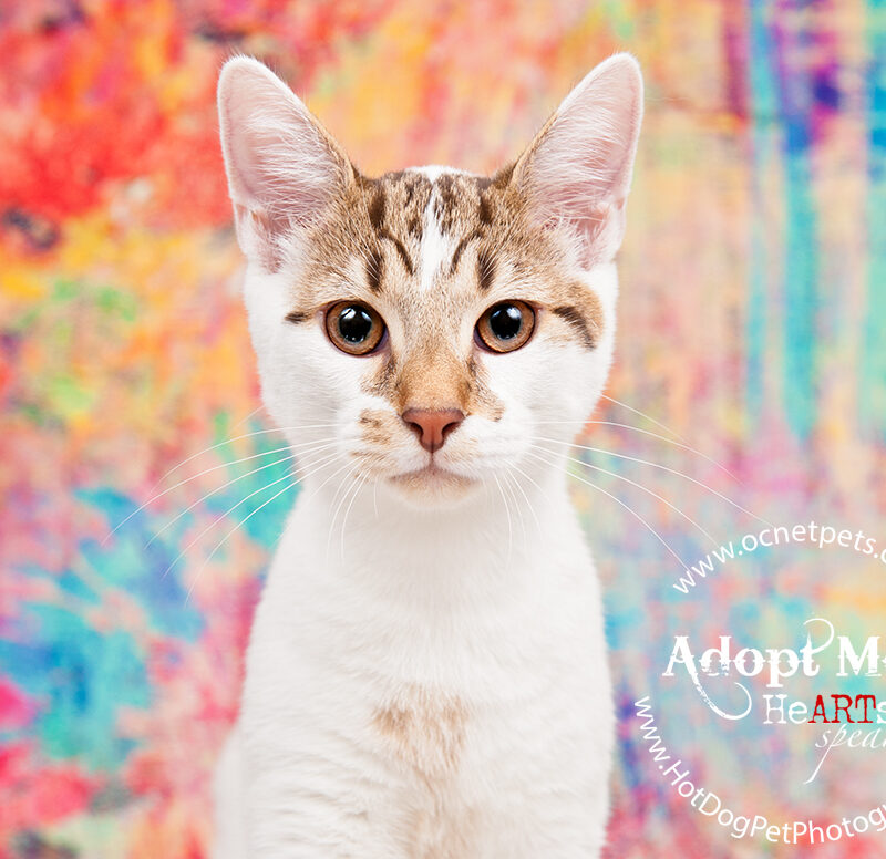 Adoptable Cats at OCAS | Orlando Shelter Photography