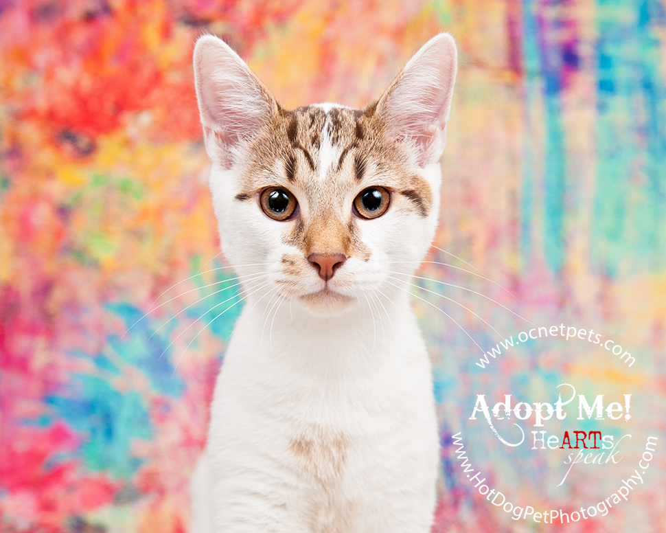 Adoptable Cats Photographed by Hot Dog! Pet Photography Orlando Florida