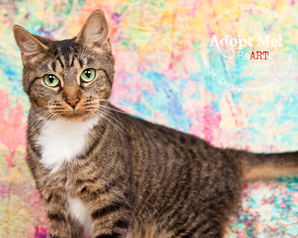 Adoptable Cats Photographed by Hot Dog! Pet Photography Orlando Florida