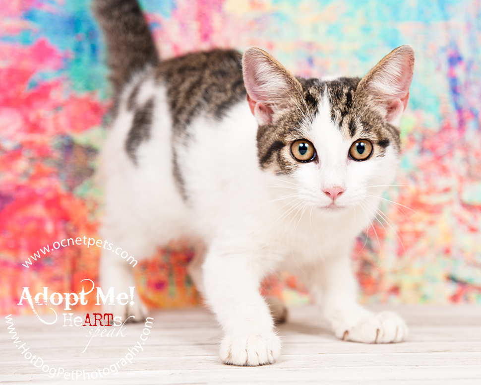 Adoptable Cats Photographed by Hot Dog! Pet Photography Orlando Florida