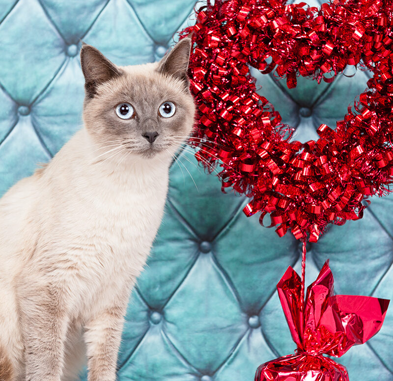 Fenced In By Love – Nomination for Pawsitive Shelter Photography
