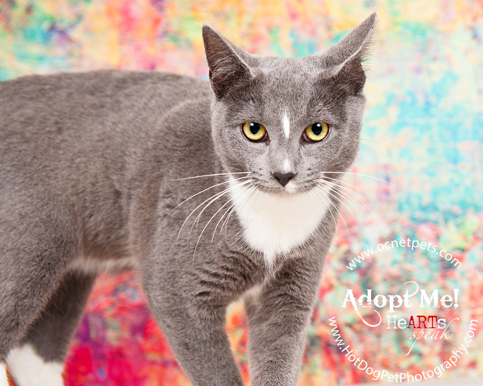 Adoptable Cats Photographed by Hot Dog! Pet Photography Orlando Florida