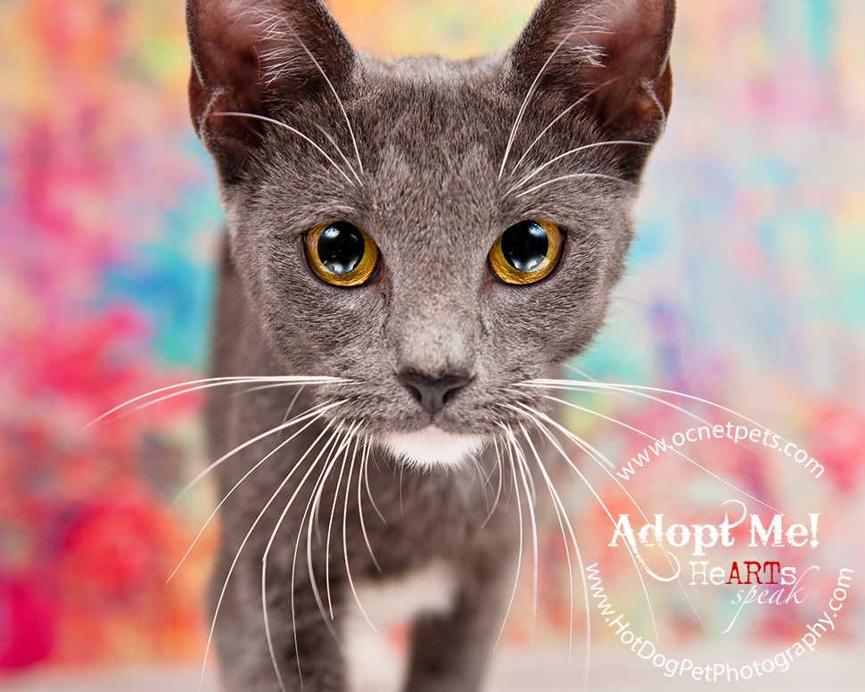 Adoptable Cats Photographed by Hot Dog! Pet Photography Orlando Florida