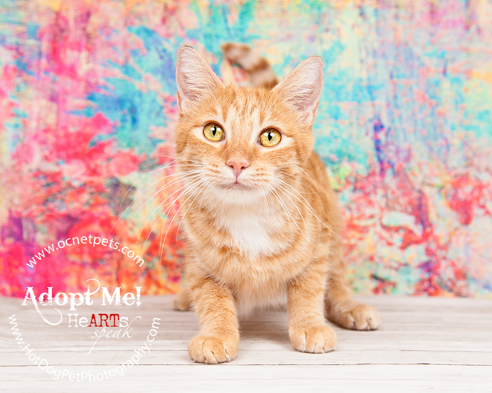 Adoptable Cats Photographed by Hot Dog! Pet Photography Orlando Florida