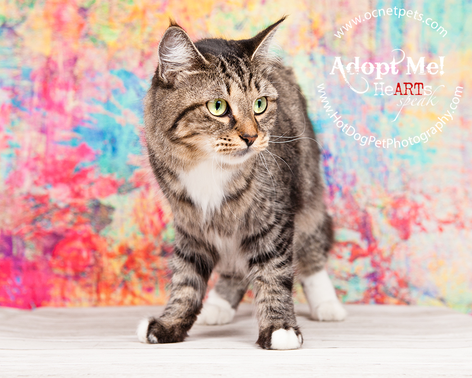 Adoptable Cats Photographed by Hot Dog! Pet Photography Orlando Florida