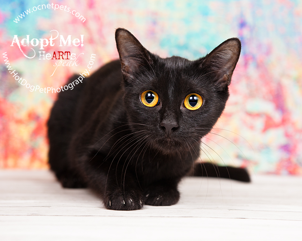 Adoptable Cats Photographed by Hot Dog! Pet Photography Orlando Florida