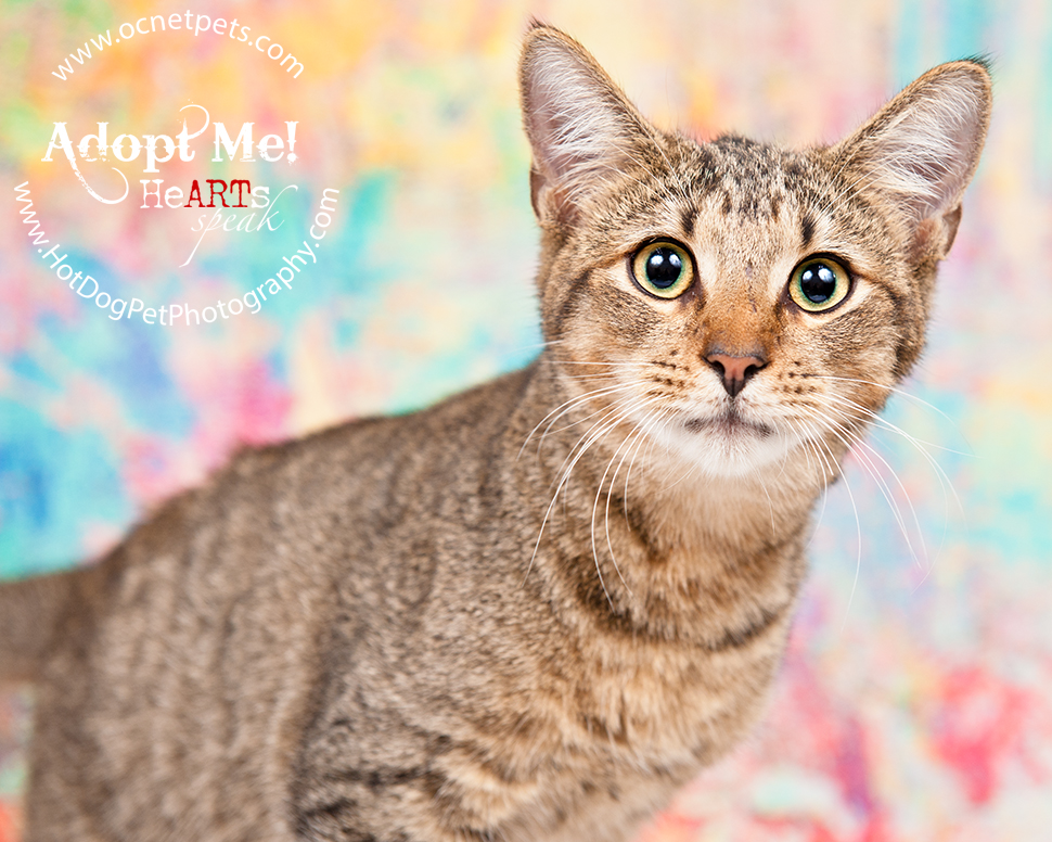 Adoptable Cats Photographed by Hot Dog! Pet Photography Orlando Florida