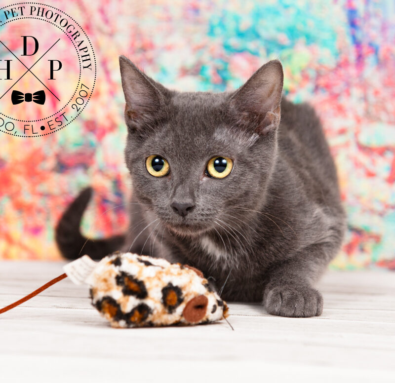 Happy Catlumbus Day | Adoptable Cats in Orlando