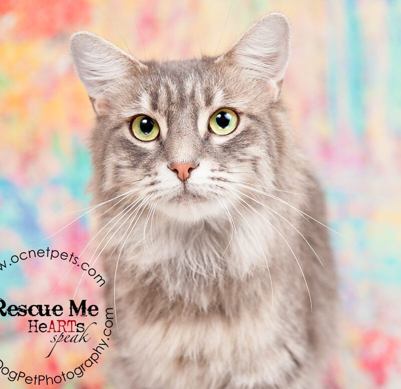 Adopt a Feline Friend for $20.14