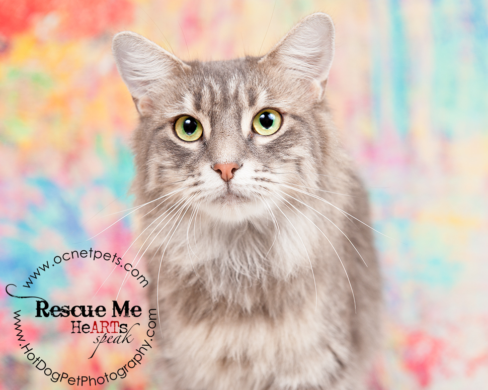 Adoptable Cats in Orlando, Florida