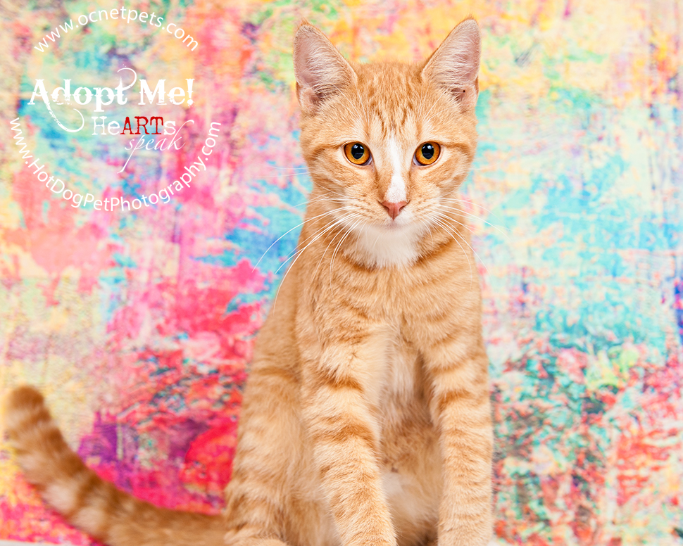 Adoptable Cats Photographed by Hot Dog! Pet Photography Orlando Florida