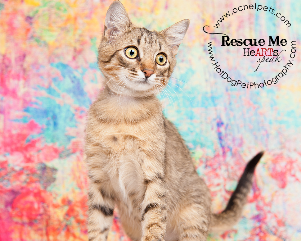 Adoptable Cats in Orlando, Florida