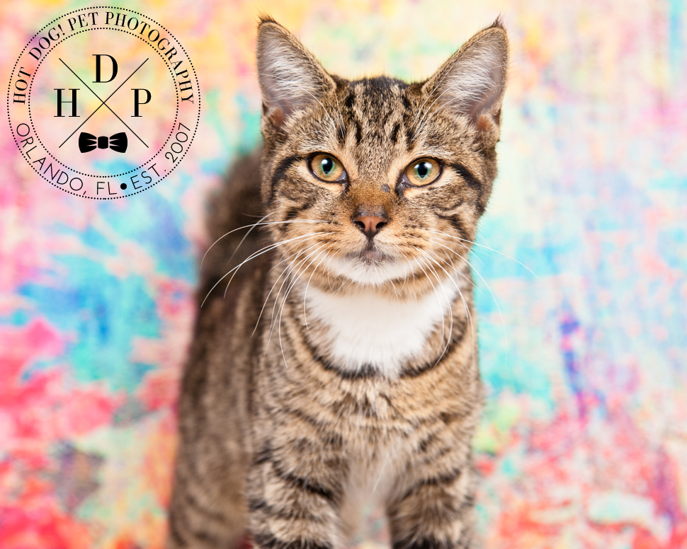 Adoptable Cats in Orlando